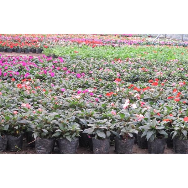 Нетоксический HDPE баки садоводов 6 дюймов пластиковые 5 галлонов в инженерстве завода