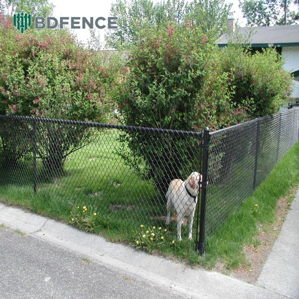 Tennis Court Galvanized Chainlink Fence Roll Cyclone Wire Diamond Mesh Black Pvc Coated 6ft 8ft Mesh Opening 50*50mm