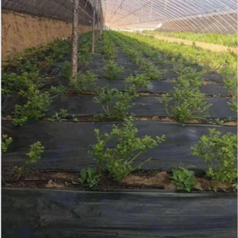 70-90g/M2 Weed Control Membrane Fabric Black Weed Barrier Cloth