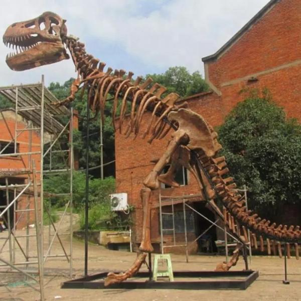 Внутренний возраст молодости реплики скелета динозавра 12 месяцев гарантии