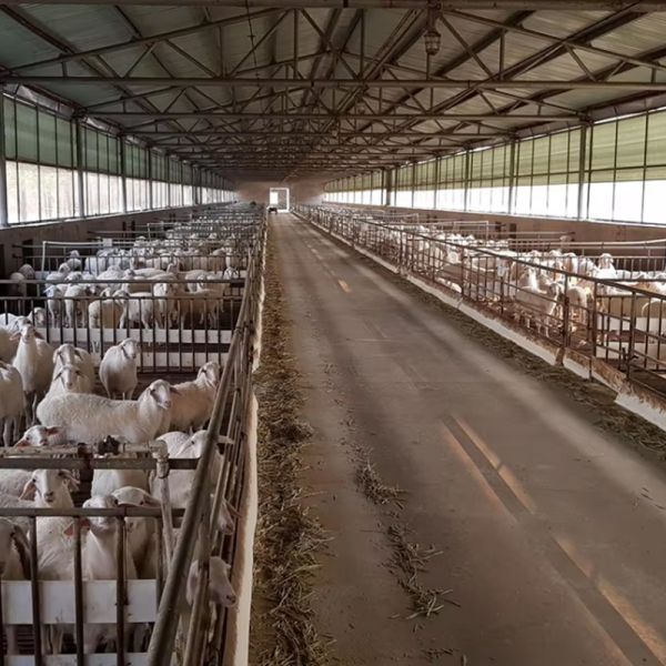 Easy Install Prefabricated Cattle Diary Farming Barn Cow Hangar Shed Steel Structures