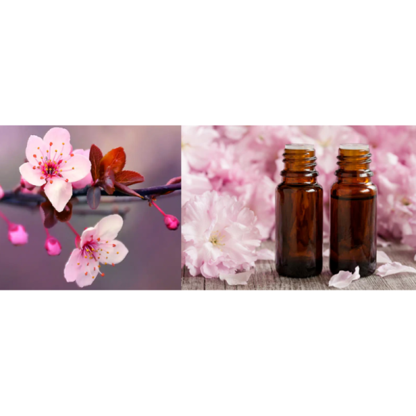 Fragrances For Soap OMO Elegant Cherry Blossom Fragrance Oil For Fabric Softener & Laundry Detergent Productions 