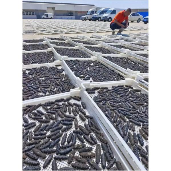 Arôme de concombre de mer frais et naturellement séché Produits de mer séchés HALAL