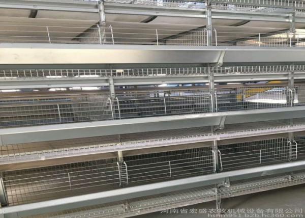 Hot Galvanized Automatic Egg Collection System Strong Frame 3 Years Guarantee