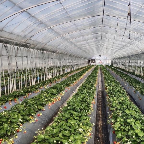 Chinese Origin Film Cover Greenhouse Setup Shipping Cost and Estimated Delivery Time
