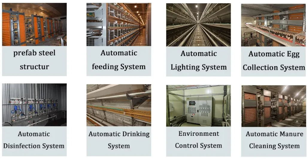 High Quality Full Automatic Poultry House Machinery with Corrosion Resistant Hot Dip Galvanised Steel and Automatic Feeding System