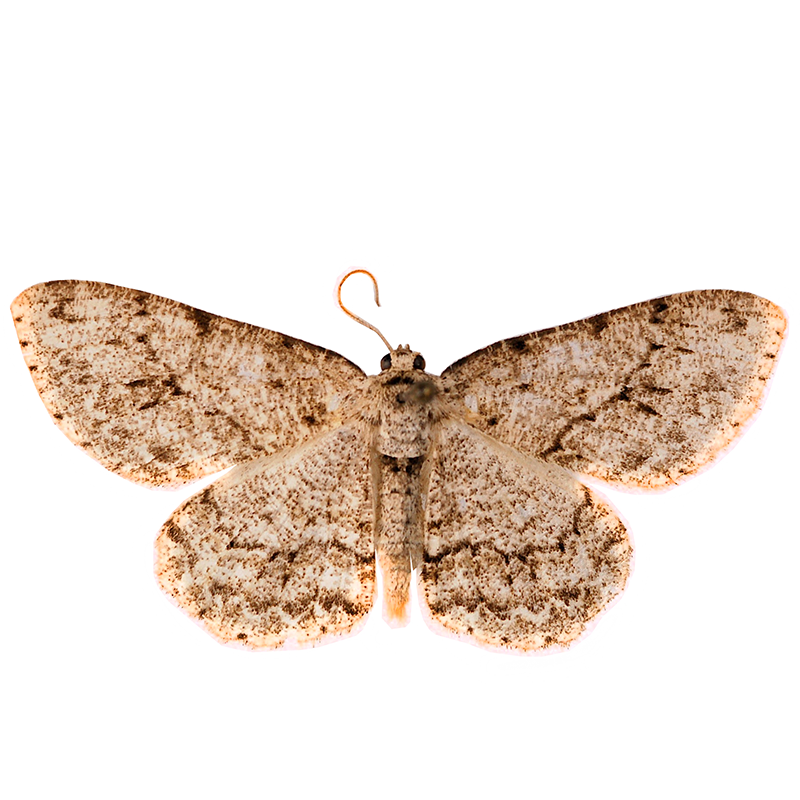 Pheromone Lure for Ectropis obliqua