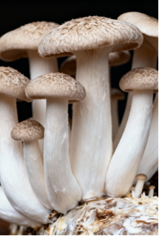 Product Description – Organic Deer Antler Mushroom (120g)