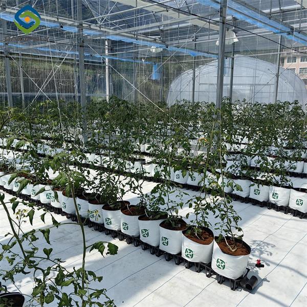 Sainpoly Tomato Greenhouse Agricultural Greenhouses For Vegetable Production