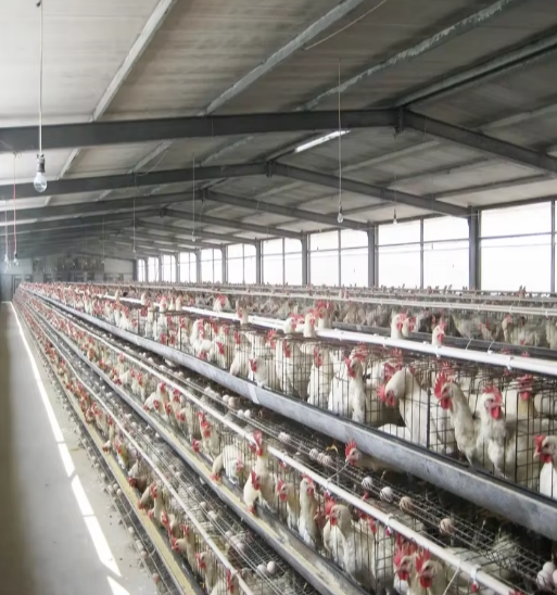 Modern Light Poultry Farm Shed Chicken Coop Design Steel Construction Cheap Farm