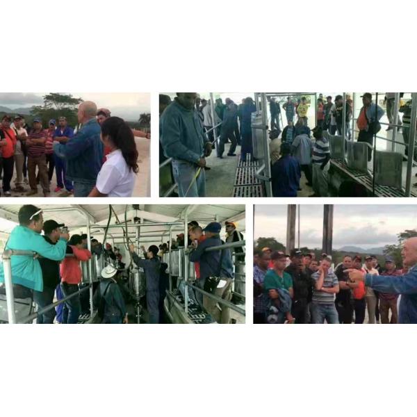 Granjas de ganado de acero fácil de instalar Edificio de granja de vacas prefabricado