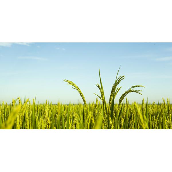 5657-61-4 Total Free 80% Soybean Amino Acid Fertilizer Water Soluble Powder