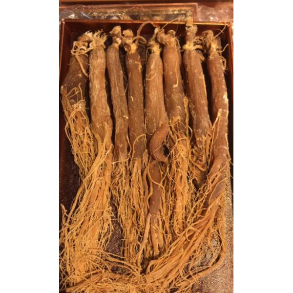 Medicamentos herbarios chinos de ginseng rojo comercial Aprobación de la FDA HALAL