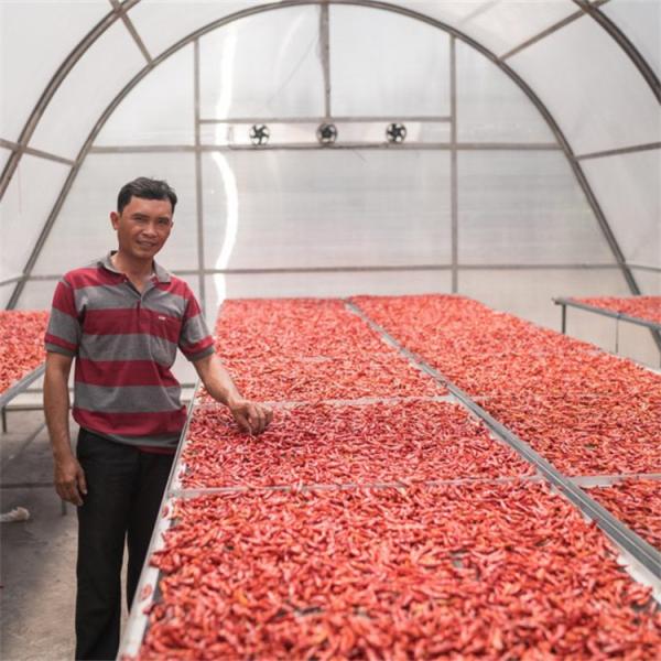Temperature-Regulated Drying Greenhouse with PC Board and Ventilation for Herbs and Vegetables