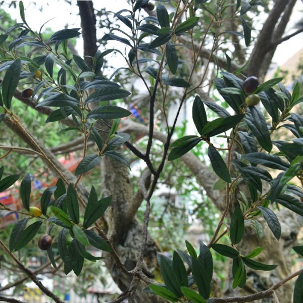 Factory Priced Large Artificial Olive Tree Huge Ornamental Fiberglass Tree for Indoor Restaurants and Shopping Malls Decor