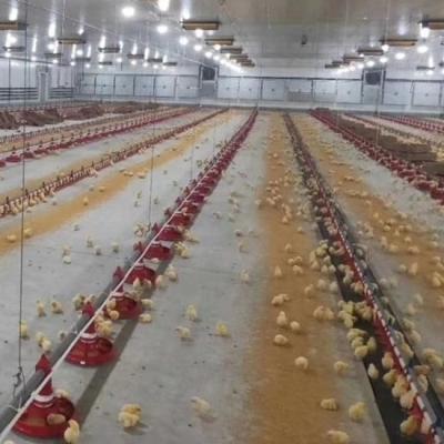 Galinha automática do alimentador da grelha que produz o equipamento