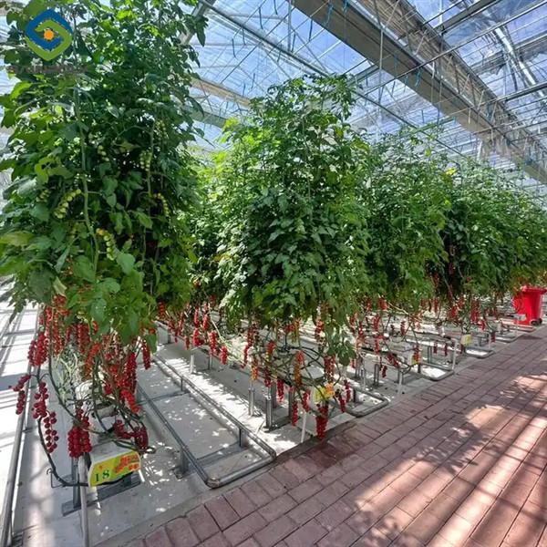 Kit de serre de plantation de tomates complet de bricolage avec cadre en acier à chaud PE / couvercle en verre
