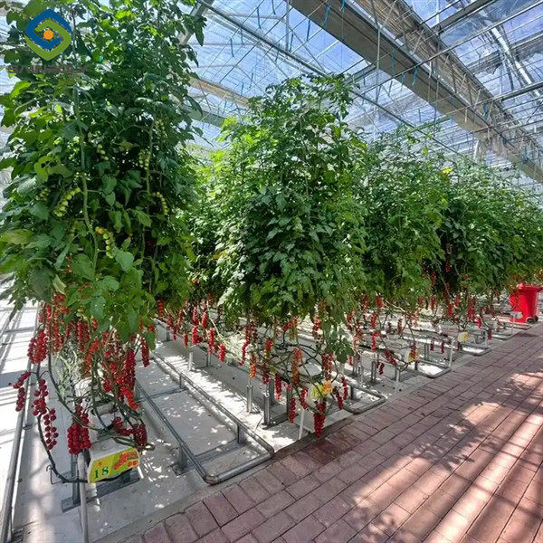 Serre de tomates Sainpoly Serres agricoles pour la production de légumes