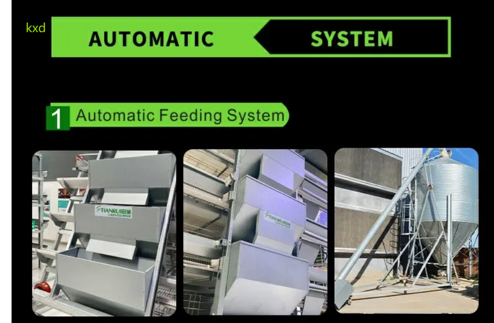 Hot-dip galvanized H-type layer cage with high egg laying rate and good ventilation for large scale poultry breeding
