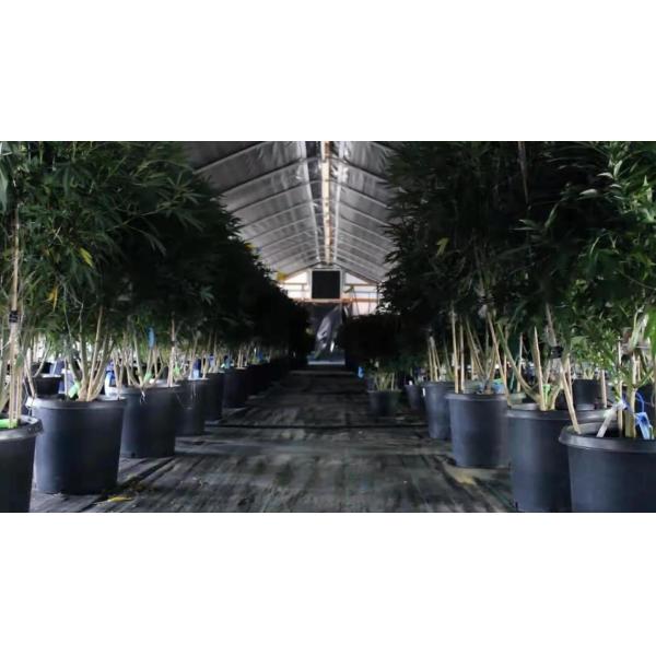 Парник пяди черного белого тоннеля одиночный фильм 150 микронов не покрыл никакую заварку