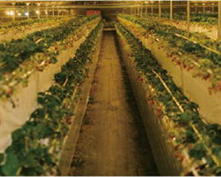 AC277V Aluminum LED Grow Lamp 400W 1-10V Dimming 2.7μmol/J