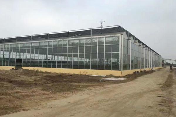 Low Cost Large Glass Greenhouse , Backyard Greenhouse Kit Electrical Or Water Heating System