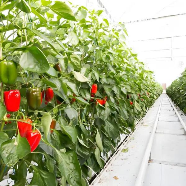 Energy - Efficient Venlo Glass Greenhouse for Pepper Hydroponics