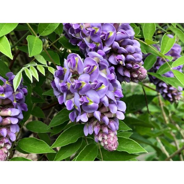 UV Resistant Artificial Potted Floor Plants Ornamental Lifelike Wisteria Flowering Purple Tree