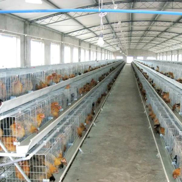 Hot-Dip Galvanized Prefab Steel Poultry Farm Building 50+ Years