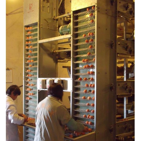 Антикоррозивный оцинкованный полный антоматический птицеводческий завод птицехранилище птицехранилище