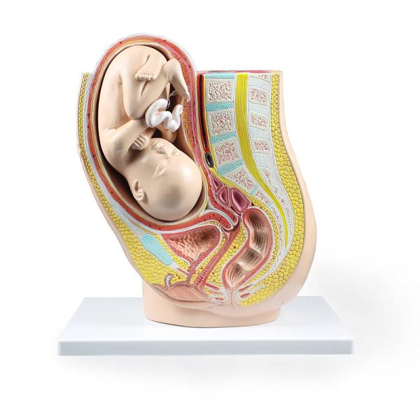 Human Female 9 Months Fetus Pregnancy Anatomical Model For Obstetrics Gynecology Teaching