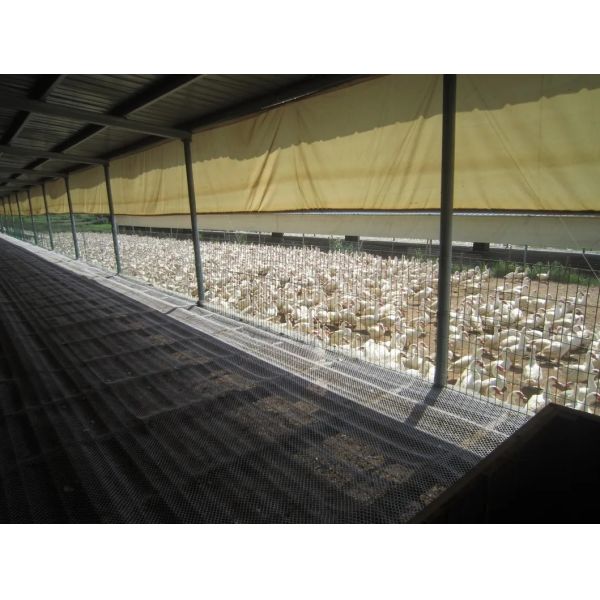 Broiler Poultry Farm Equipment with Automatic Feeding System, Environment Control, and Cooling Pad for Chicken House