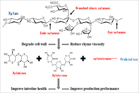Feed Additive Xylanase Enzyme Powder 1,000,000U/g Degrade Xylan Release Oligosaccharide