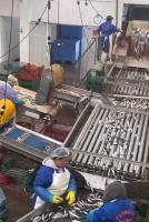 Máquina automática de pesca de alta qualidade e linha de triagem de peixe pequeno com 5-10T / h