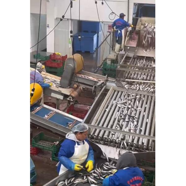 Высококачественная автоматическая рыболовная машина и линия сортировки мелкой рыбы с 5-10T / h