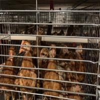 Structure de cadre de cage de couche de poulet de volaille d'OEM pour l'application de ferme