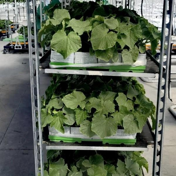 1350x565x1900mm Display Plant Flower Cart Carrinho de infância com 5 níveis