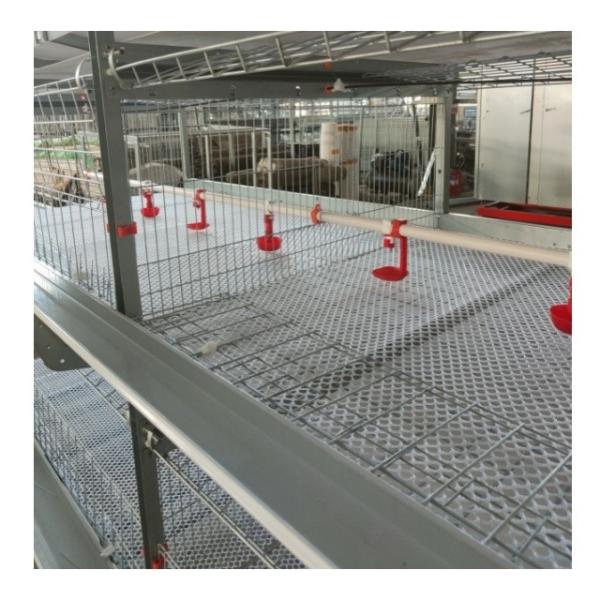 Galvanizado a quente Cage de galinha automática tipo H camada de aves de capoeira para equipamentos agrícolas