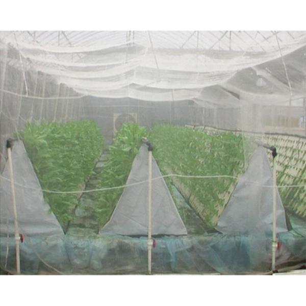 Plain Weaving Insect Mesh Netting 0.6 * 0.6mm Odorless White For Small Shed