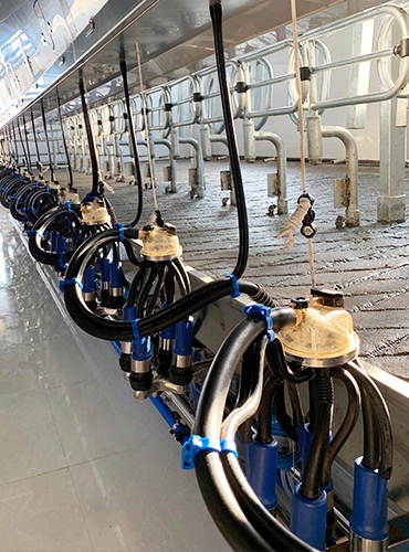 Dairy Farm Electric Herringbone Parlour Milking Systems 100 Cows Per Hour