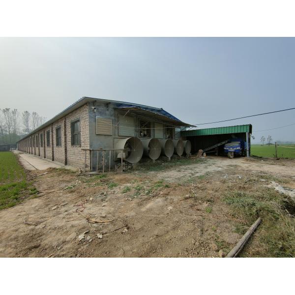 160 Birds A Type Poultry Battery Chicken Layer Cages System For 10000 Birds