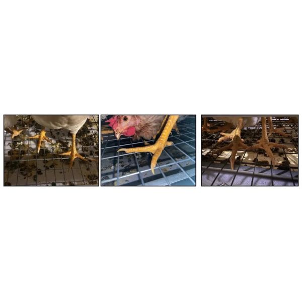 High Quality Full Automatic Poultry House Machinery with Corrosion Resistant Hot Dip Galvanised Steel and Automatic Feeding System