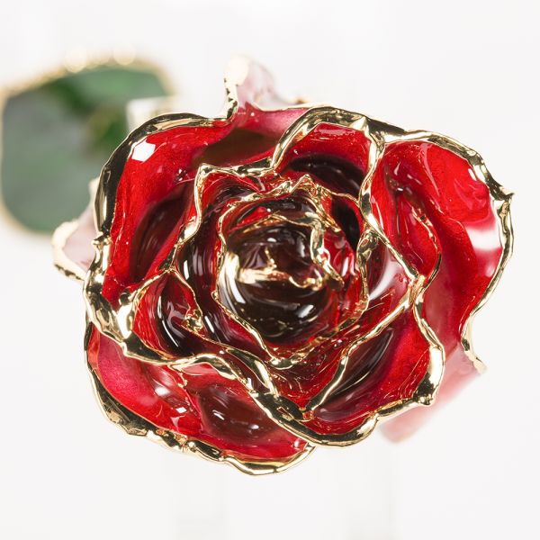 Gold Trimmed Rose Everlasting Rose  Natural Rose with Stem Present  Rose Gift Valentine Mother Day Preserved Flowers Supply