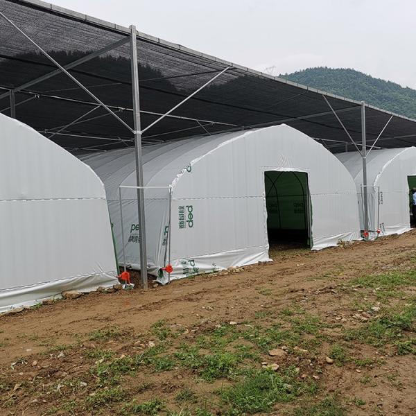 Agriculture Chinese Organic Mushroom Management Greenhouse Single-Span Greenhouses