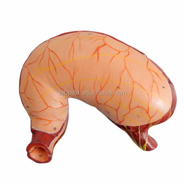 Advanced PVC Human Stomach Section Model for Digestive System Professional Education