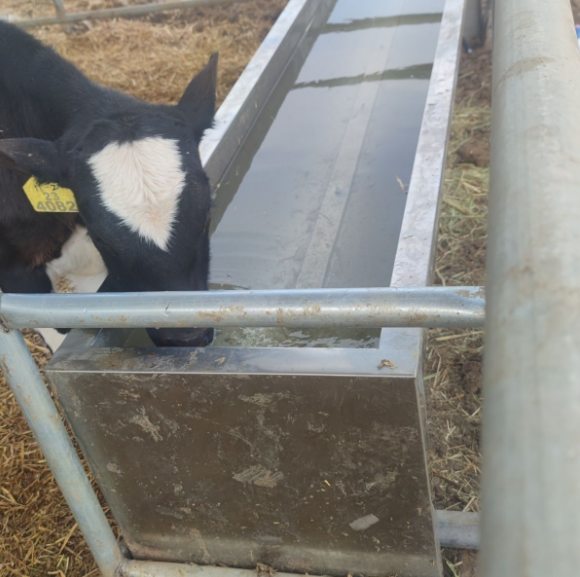 Livestock Waterer Powder Coated Corrosion Resistant Drinking Trough Easy to Connect With Farm Water Supply System for Cattle Cow Barn Use