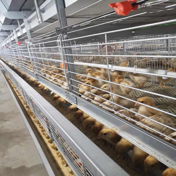 Équipement automatique de poule à poulet 380V 50HZ, certifié SONCAP