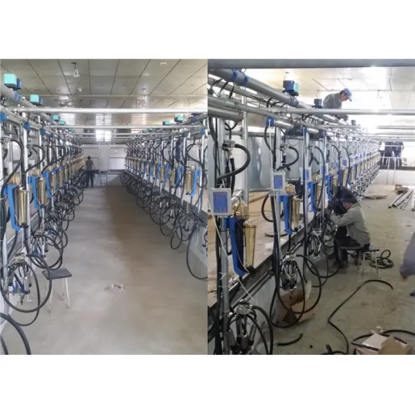Milk Flow Meter Herring Bone Milking Parlor System CE ISO SGS FDA Certified Mobile Milking Machine