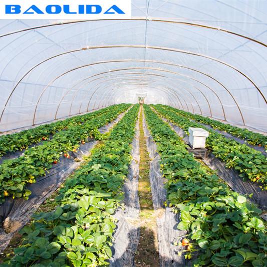 UV Resistance Hot Dipped Steel Frame Single Span 10m Tunnel Plastic Greenhouse