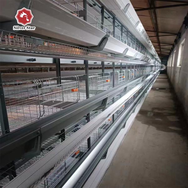 Cage de couche de poulet de type H Équipement de volaille automatique Poules Cage à batterie pour poulet de couche